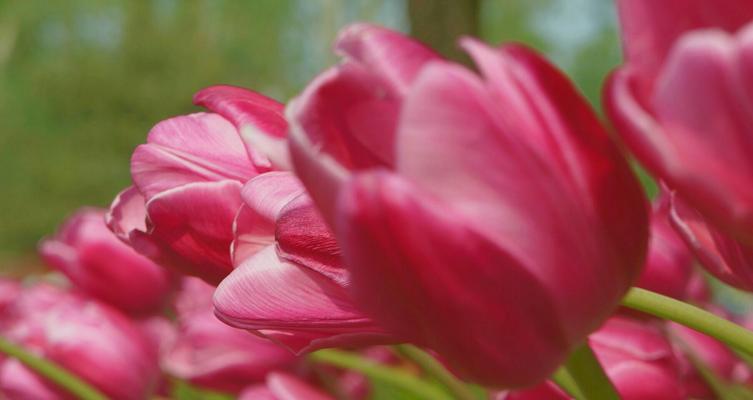 粉郁金香花语是什么？如何表达爱意？