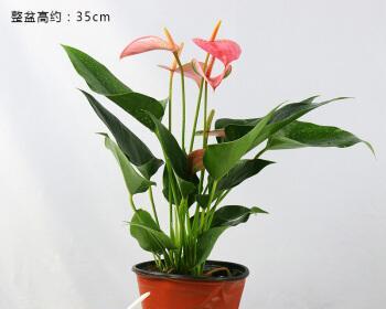 粉掌配玫瑰的寓意是什么？如何正确搭配花卉表达情感？