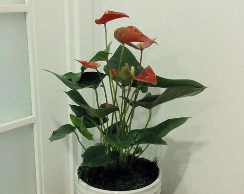室内装饰中观赏植物的作用是什么？如何选择合适的植物？