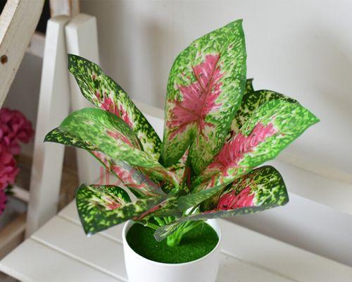 室内装饰中观赏植物的作用是什么？如何选择合适的植物？