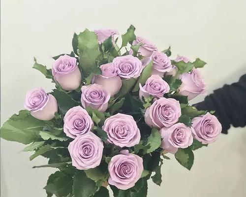 海洋之歌玫瑰花语是什么？如何表达爱意？