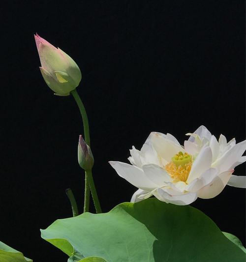 荷花花的花语有哪些含义？