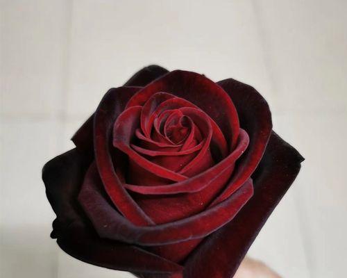黑魔术玫瑰代表什么意思？花语有哪些含义？