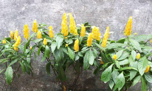 花和名称是什么意思？如何理解各种花卉的象征意义？