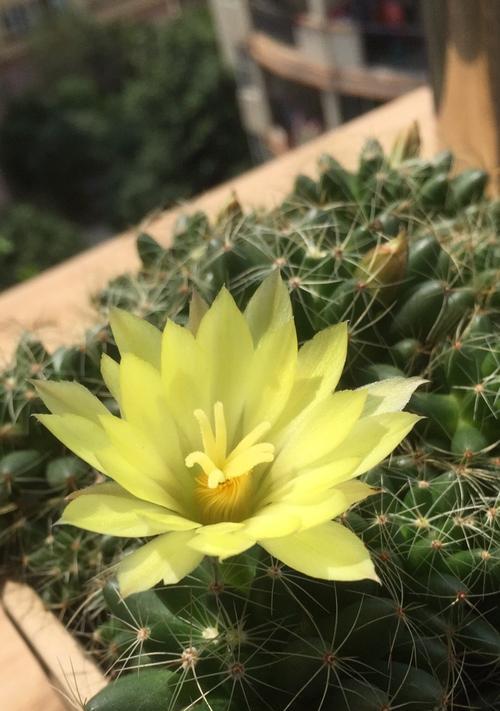 金星仙人球的花语有哪些含义？