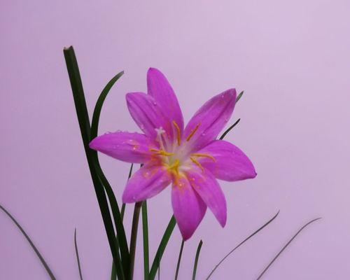 韭兰花语是什么意思？韭兰花的含义有哪些常见问题？