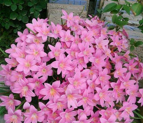 韭兰花语喻人生是什么意思？如何解读韭兰花的深层含义？