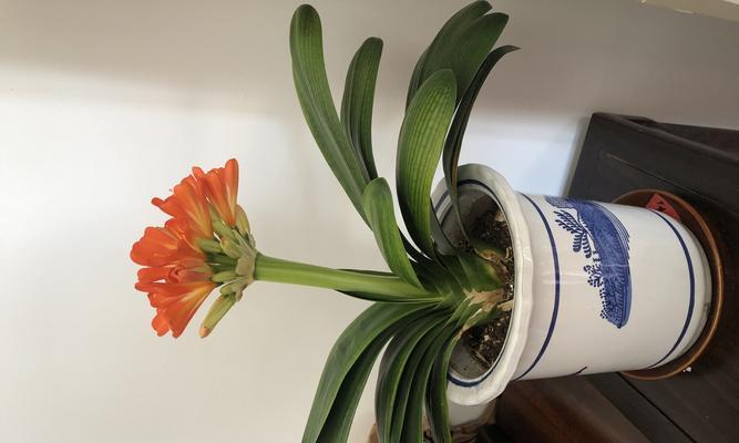 君子兰花的花语有哪些含义？
