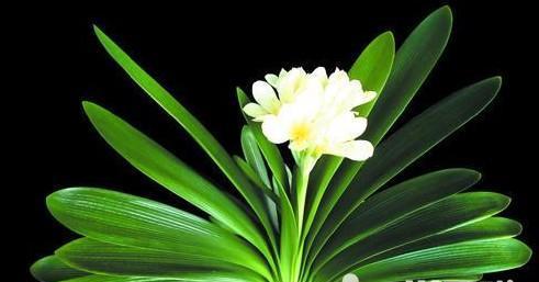 君子兰花的花语有哪些含义？
