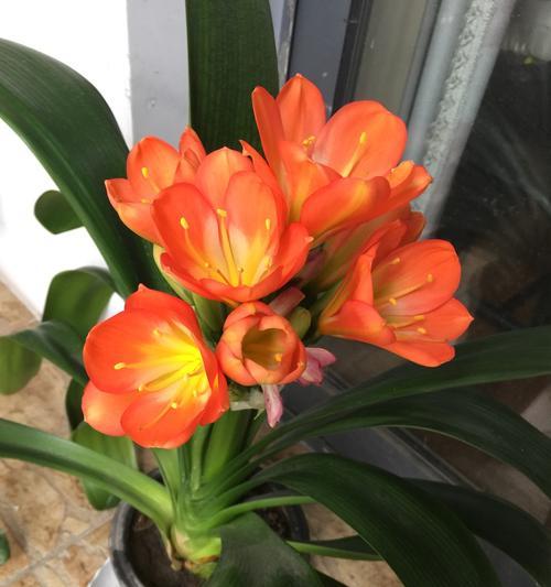 君子兰花象征什么？它的花语和寓意有哪些？