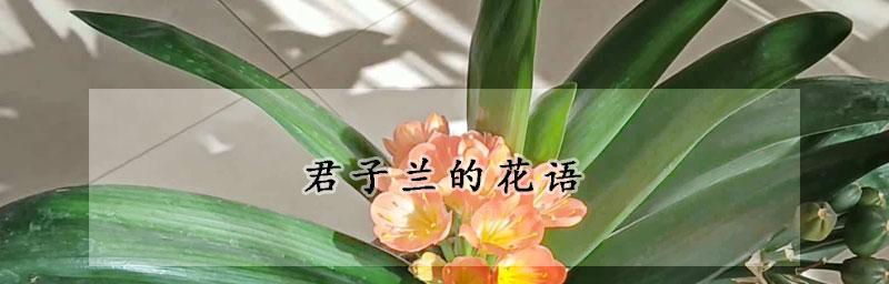 君子兰花语是什么？花期通常在什么时候？