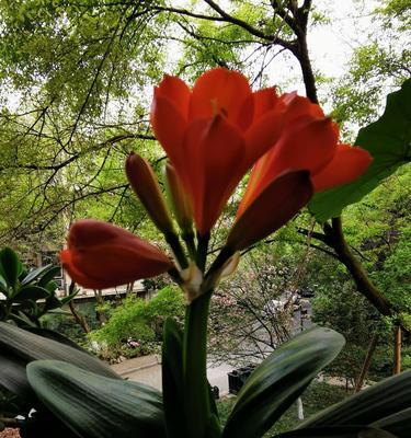 君子兰花语是什么？花期通常在什么时候？