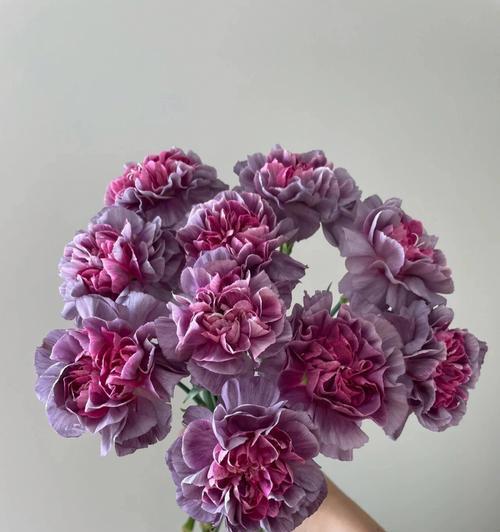 康乃馨花的象征意义是什么？不同颜色的康乃馨代表什么含义？