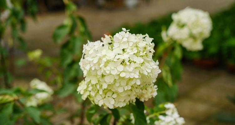 蓝边八仙花的花语有哪些含义？