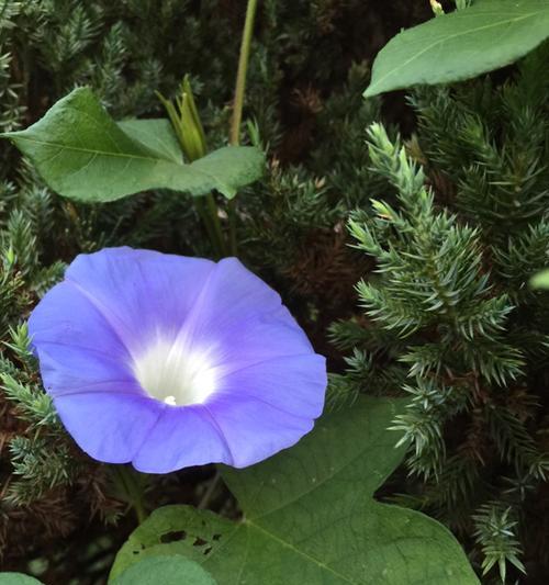 蓝色牵牛花的花语有哪些含义？