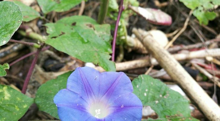 蓝色牵牛花花语有哪些含义？