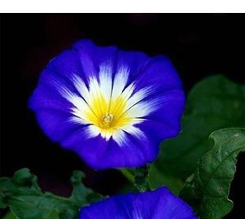 蓝色牵牛花花语有哪些含义？