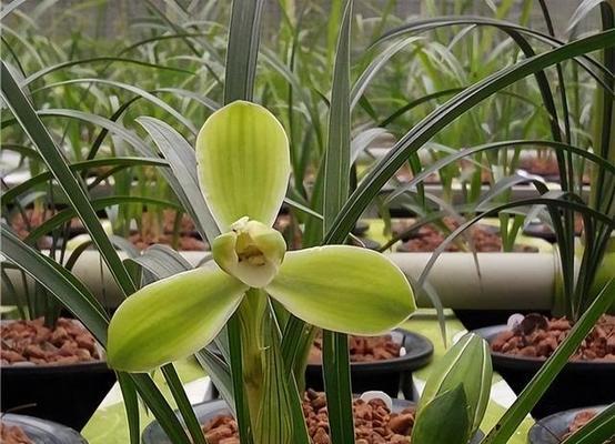 兰花飞肩是什么意思？兰花飞肩的特征和养护方法有哪些？