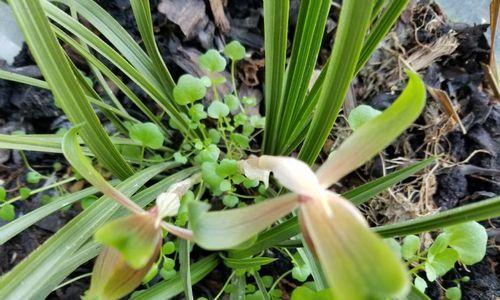 兰花飞肩是什么意思？兰花飞肩的特征和养护方法有哪些？