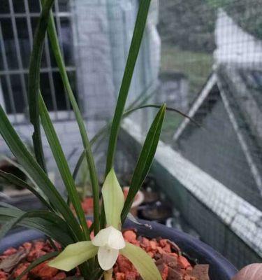 兰花飞肩是什么意思？兰花飞肩的特征和养护方法有哪些？