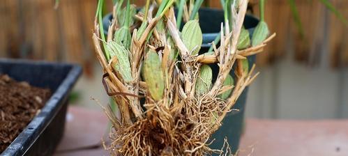 兰花复壮是什么意思？如何正确进行兰花复壮操作？