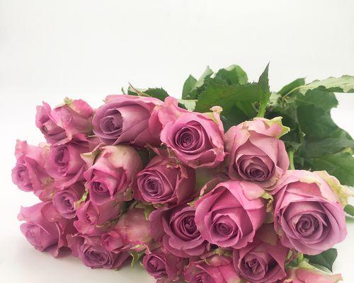 冷美人玫瑰代表什么意思？花语有哪些含义？