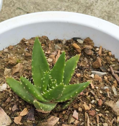 芦荟的花语是什么？有哪些关于芦荟的传说故事？