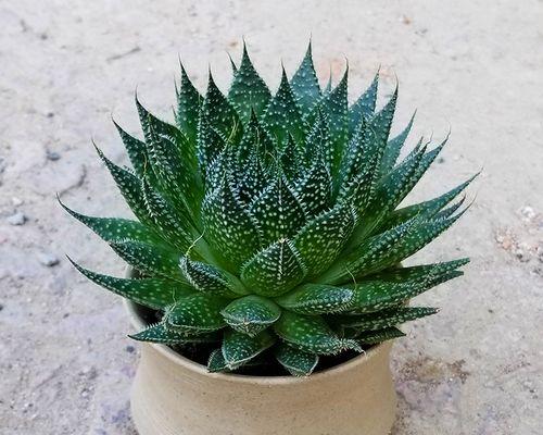 芦荟多肉植物花语是什么？如何养护才能茁壮成长？