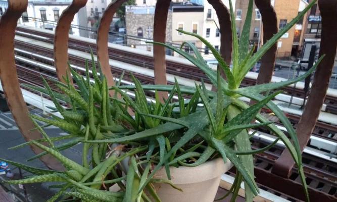 芦荟多肉植物花语是什么？如何养护才能茁壮成长？