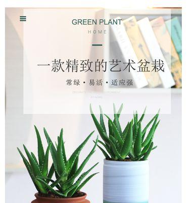 芦荟多肉植物花语是什么？如何养护才能茁壮成长？