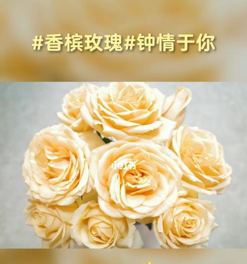 玫瑰花花语和寓意是什么？如何选择合适的玫瑰表达情感？