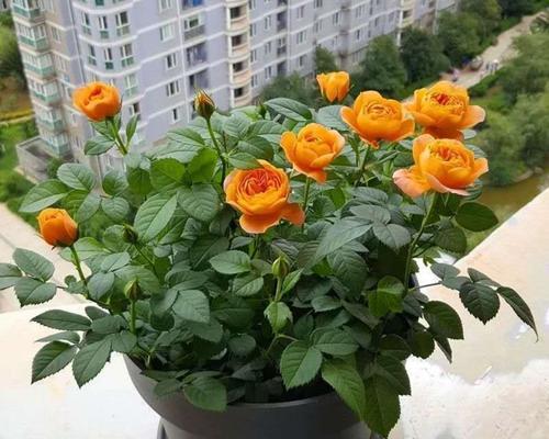 玫瑰花品种有哪些？它们各自代表什么意义？
