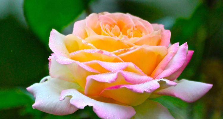 玫瑰花样的植物代表什么含义？如何解读其象征意义？