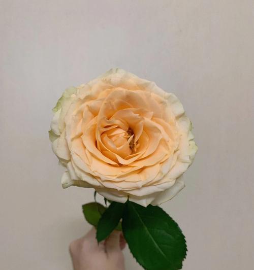蜜桃玫瑰的寓意是什么？如何正确表达爱意？