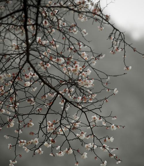 青梅花的花语是什么？如何用青梅花表达情感？
