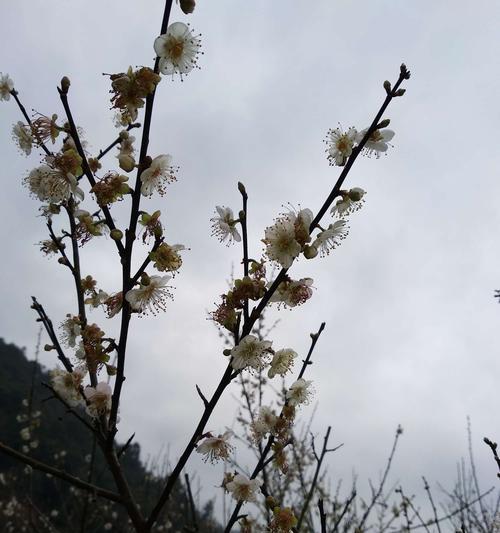 青梅花的花语是什么？如何用青梅花表达情感？