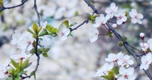 青梅花的花语是什么？如何用青梅花表达情感？