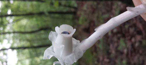 水晶兰花语是什么？了解水晶兰的象征意义和用途？