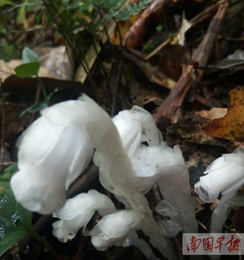 水晶兰花语是什么？了解水晶兰的象征意义和用途？