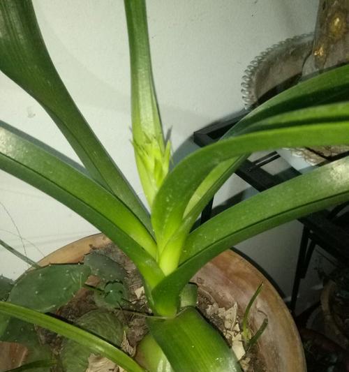 万年青代表的是什么花？万年青的象征意义有哪些？