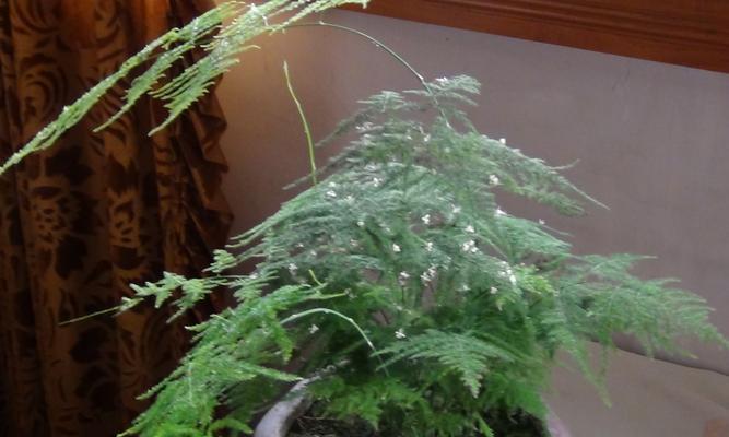 文竹开花代表什么？文竹开花的含义和预兆是什么？