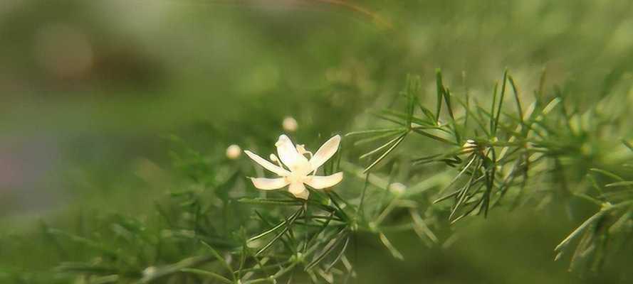 文竹开花代表什么？文竹开花的含义和预兆是什么？