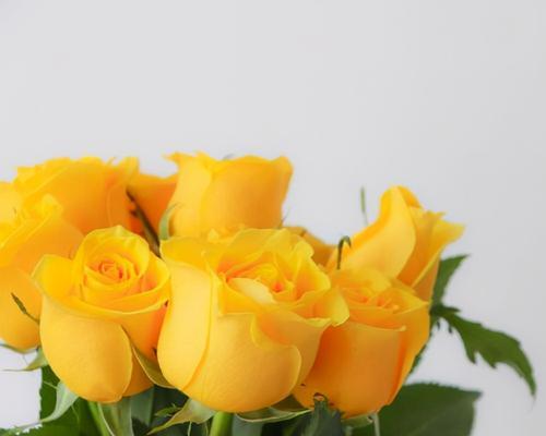 12朵玫瑰花的花语是什么？12朵玫瑰代表什么意思？