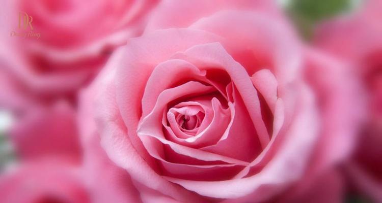 25朵玫瑰代表什么？25朵玫瑰花语的含义是什么？