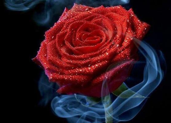 25朵玫瑰代表什么？25朵玫瑰花语的含义是什么？
