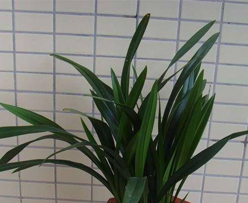 墨兰花有毒吗？室内养护需要注意什么？