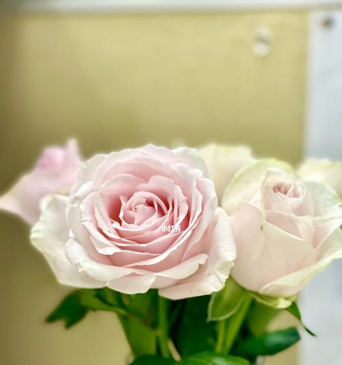 常见玫瑰花品种有哪些？各自的花语是什么？