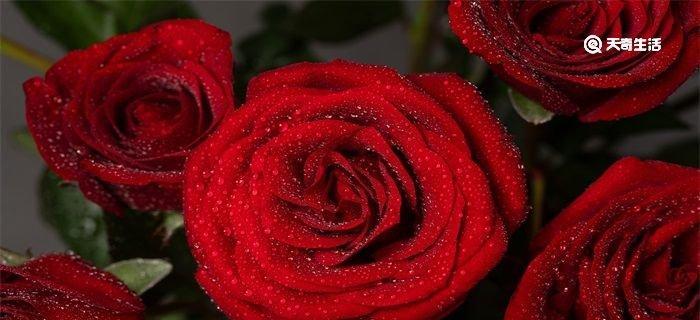 常见玫瑰花品种有哪些？各自的花语是什么？