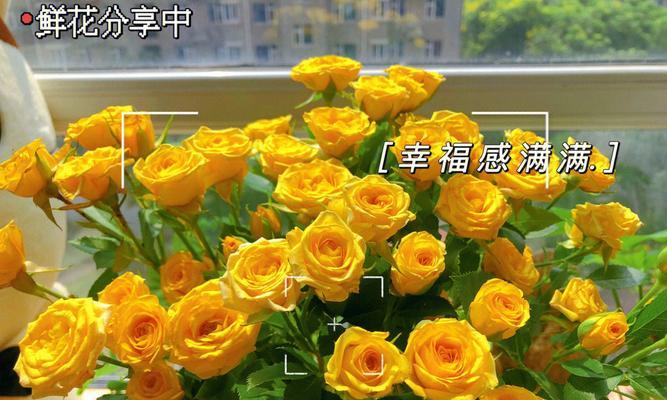 8朵黄色玫瑰的花语是什么？