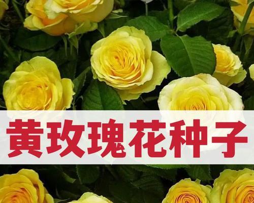 黄色玫瑰的含义是什么？